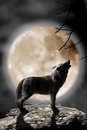 wolf-howling-to-moon-14764515